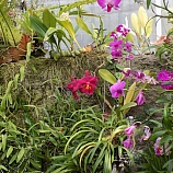Výstava orchidejí  1