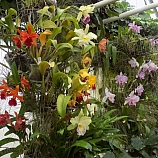 Výstava orchidejí  4